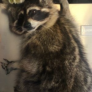 Meet your Posher, Dennis